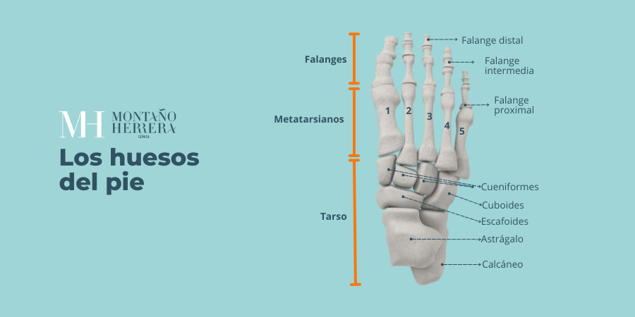 Huesos del pie y osteoporosis